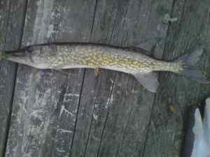 Bridge pickerel 3