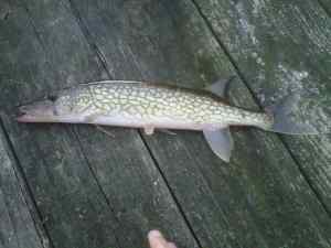 Bridge pickerel 1