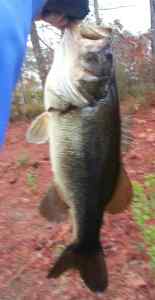 Winter bass 1/17/2013