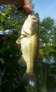 Bass on jig