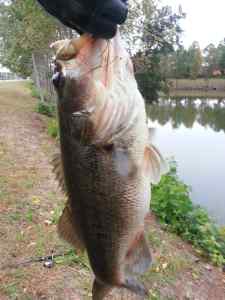 Frankenfish on bomber square a