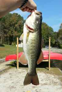 Northwest River Park "green trout"