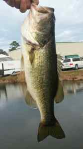 River Red Rebel Wee Craw