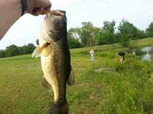 School Pond