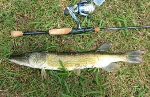 23" Chain Pickerel