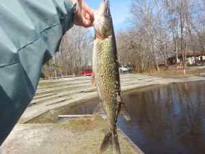 a real nice southern pike