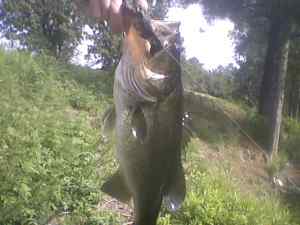 crankbait in a ditch