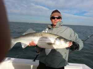 Chesapeake Bay Striped Bass