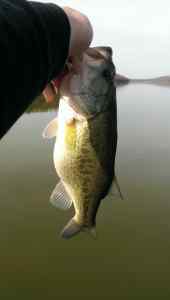 BlackBlueJig 4.28.13 17inch