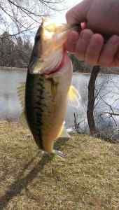 Black&BlueJig_3.23.13_15inch