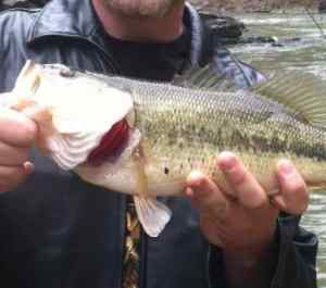 burgess falls largemouth