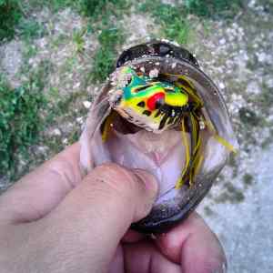 Top water Bass #2