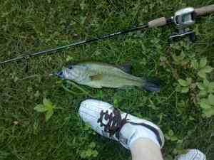 Canal LMB