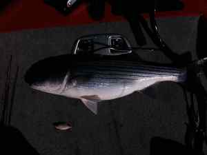 Striper4