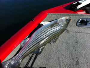 Striper2