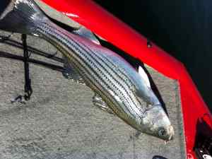 Striper1