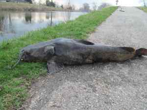 40-50 pound Flathead Catfish