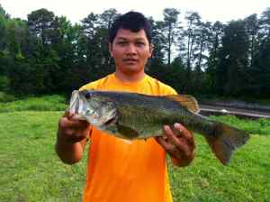 Bass at buffalo lake