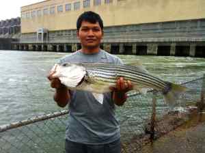 Striper