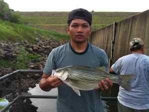 Striper at Jordan Dam