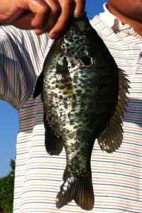 Personal biggest bluegill/shell cracker