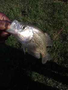 crappie2014