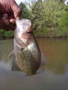 first crappie