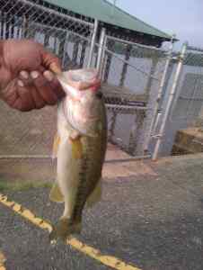 shakey head bass