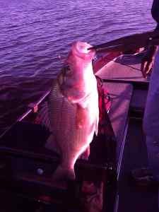 white bass