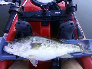 Big fatty bass