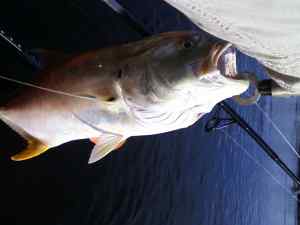 jack crevalle