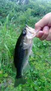 Bass