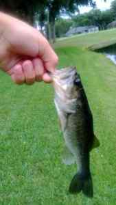 Bass