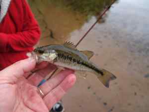 Smallest Largemouth Bass I've ever caught