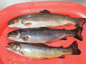 Brook Trout