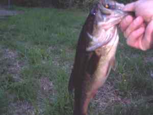 2LB Largemouth