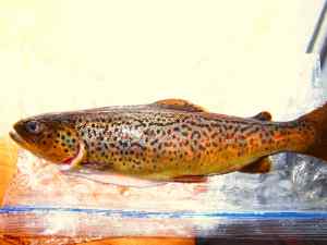 Brown Trout