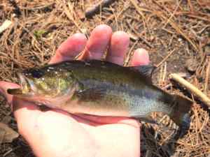 Another small Largemouth.