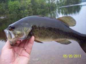 Largemouth Bass