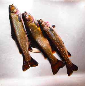 Brook Trout