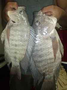 Tilapia from trip to Dique 10 Lake !