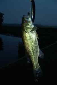 July 3, 2013   Smithville Lake (3)