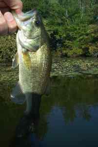 Oct. 2, 2013   Smithville Lake (2)