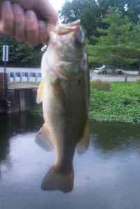 Aug. 23, 2013   Lake Tuckahoe (2)