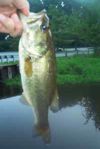 Aug. 12, 2013   Lake Tuckahoe (2)