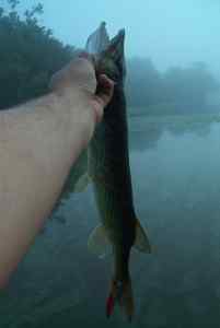 July 14, 2013   Smithville Lake