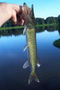 Aug. 5, 2013   Lake Tuckahoe (3)