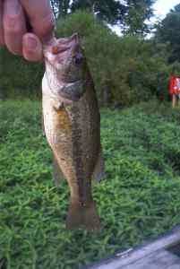 Aug. 23, 2013   Lake Tuckahoe (3)