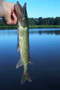 Aug. 5, 2013   Lake Tuckahoe (2)