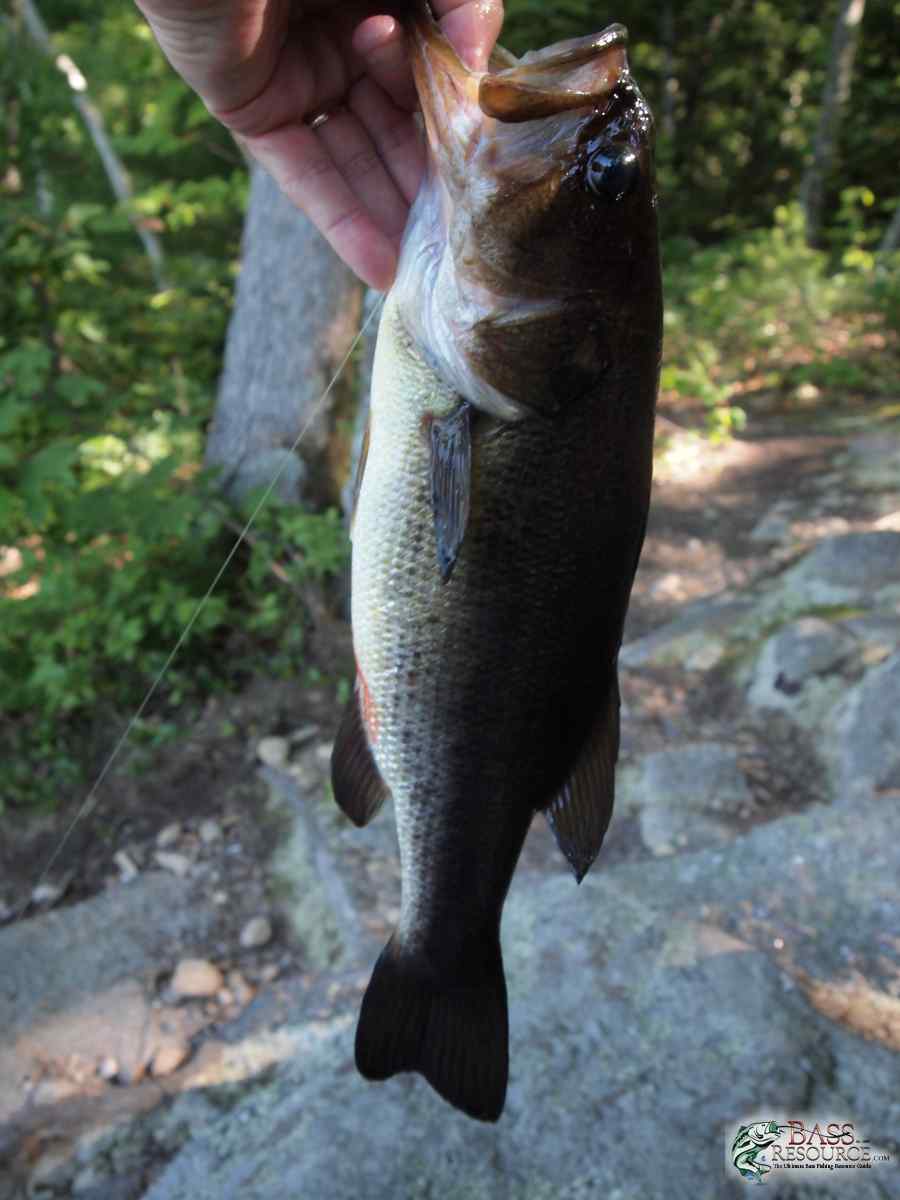 Bass Fishing Day